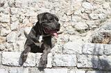 CANE CORSO 117